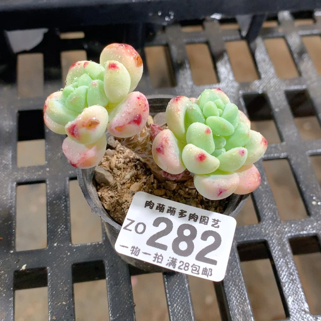 肉萌萌拇指盆精控多肉ZO282