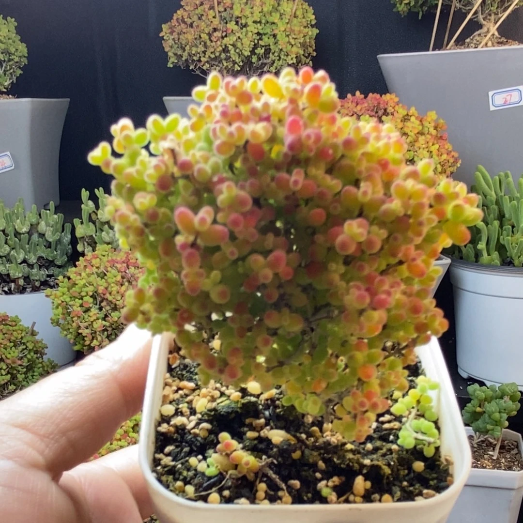 完全开放9号蜜橘糖球