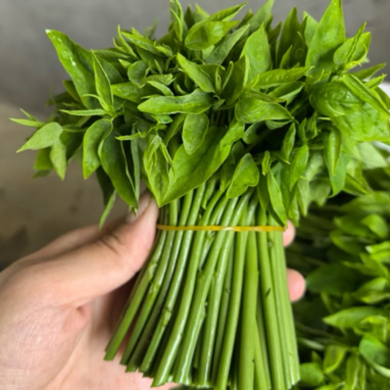 潮汕树菜益肝菜新鲜树仔菜五指山野菜青菜3斤绿色蔬菜树菜