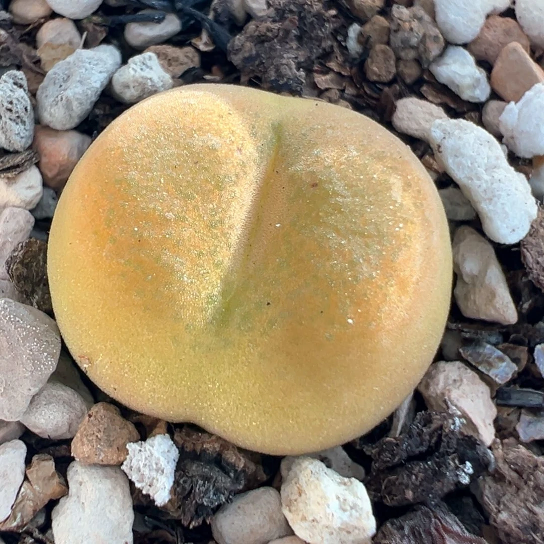 112多肉植物百科知识