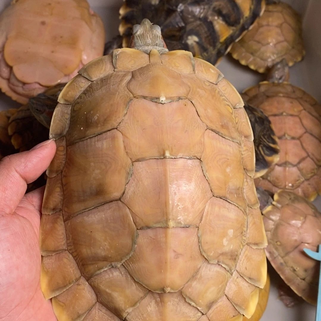 绿毛龟母悖论母一个