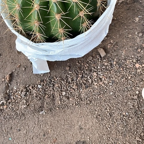 荣耀毛花毛花357899