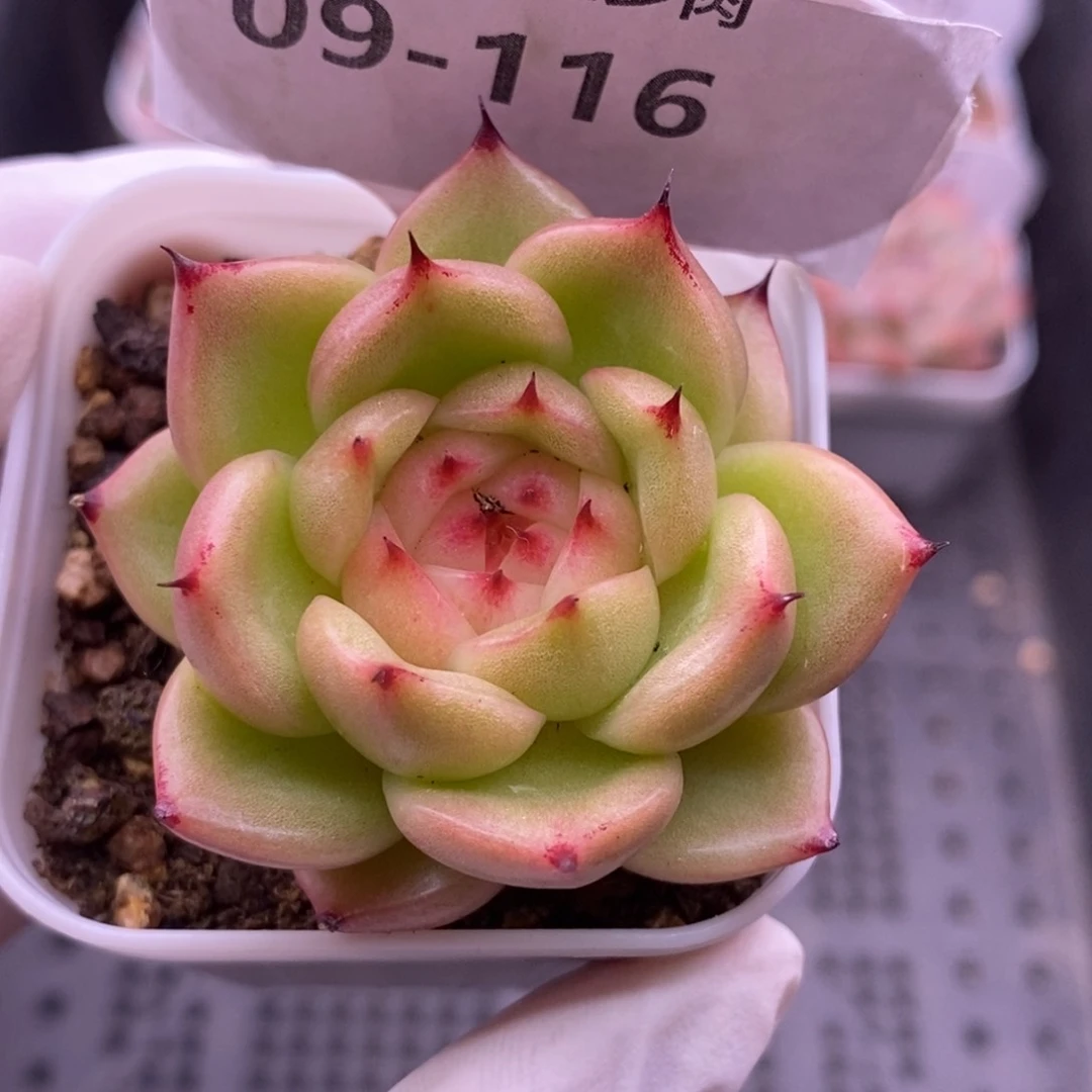 【闪购商品】09-116