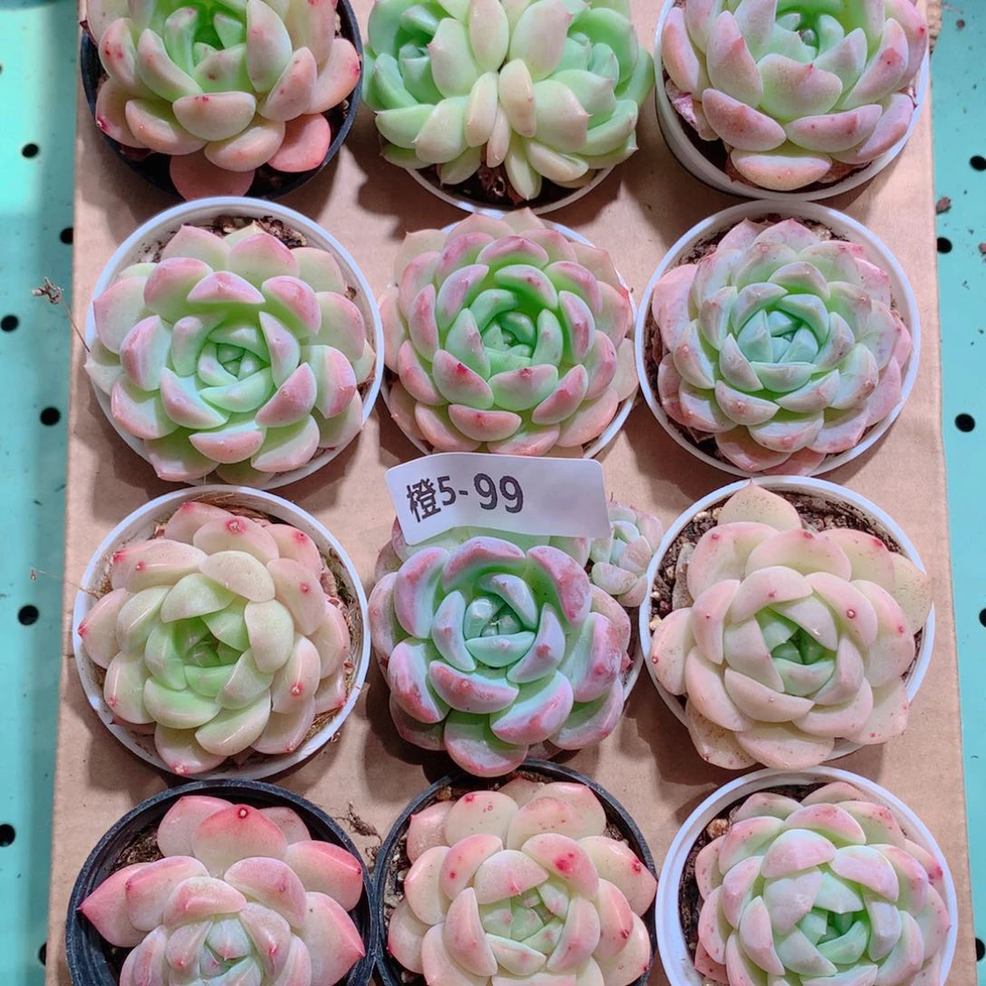 5-99一物一拍带盆18颗