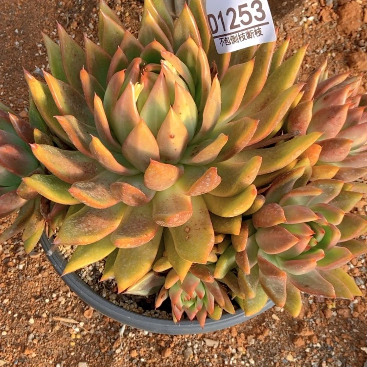 【闪购商品】不****叔1253多肉