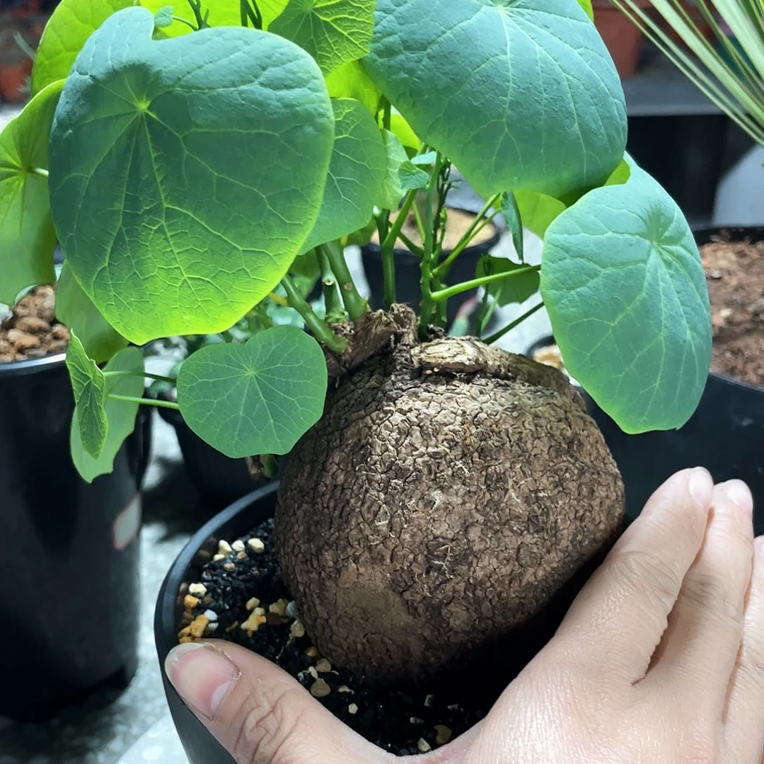 缘**满66666666666666666666