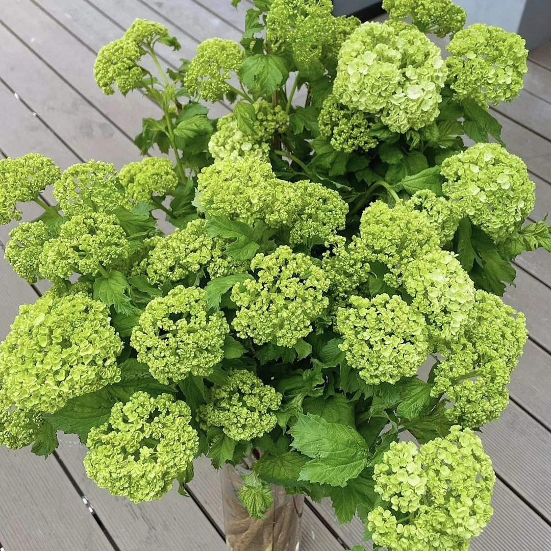 【木绣球1扎3枝左右】顺丰包邮 脱水发货 先醒花再售后 包包卖花