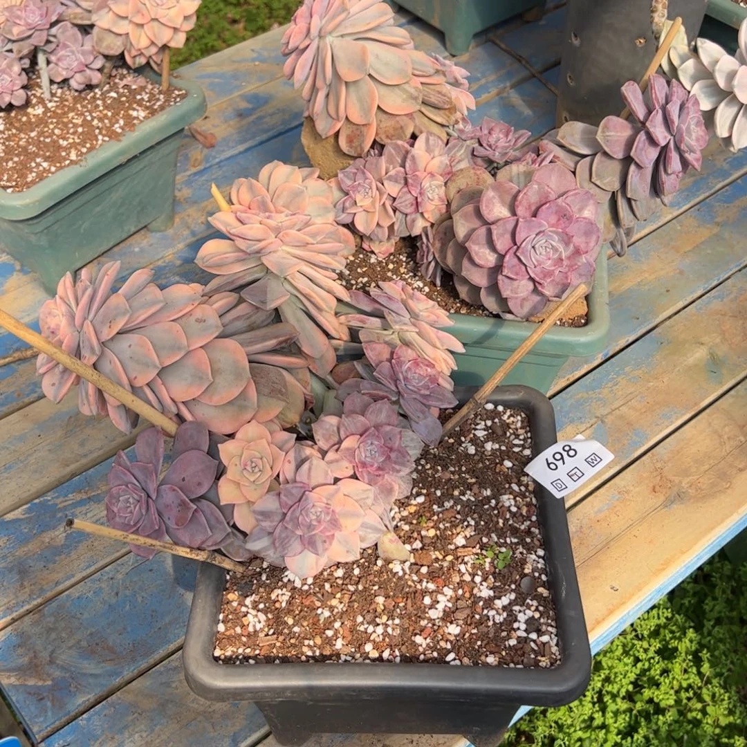 698多肉植物纤维维生素