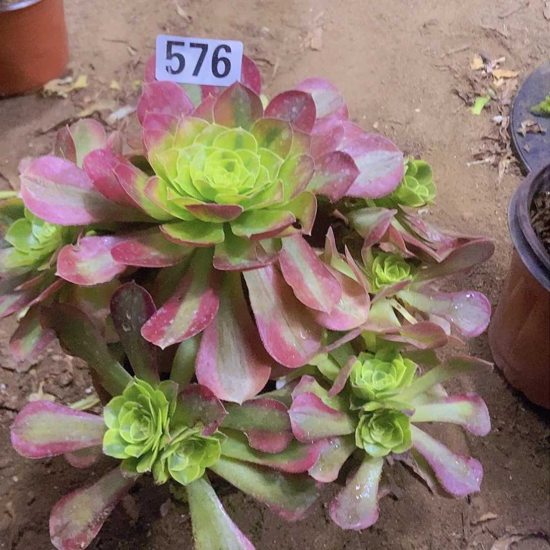 576奶白锦老庄手捧朵朵