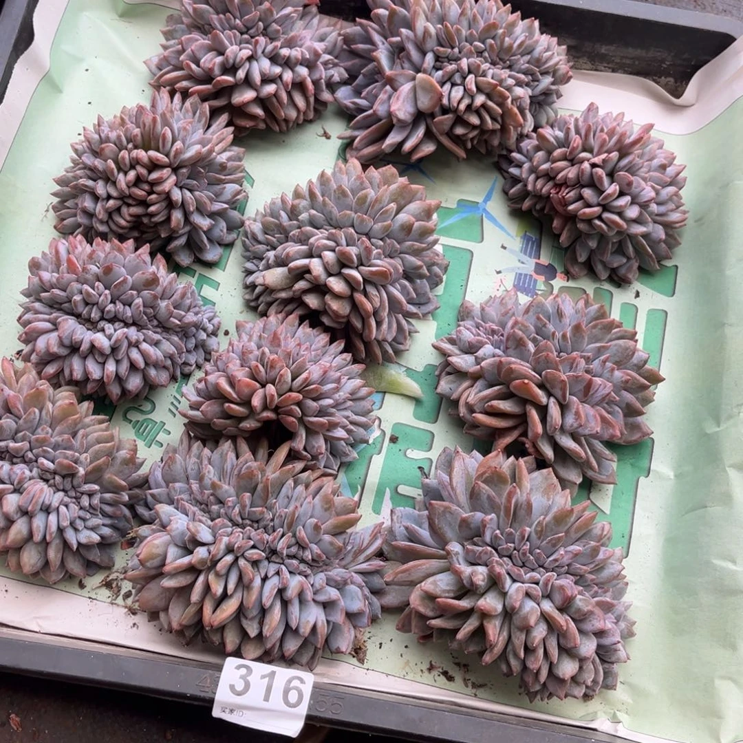 偶***茫316号 瑕疵不退不换0000000