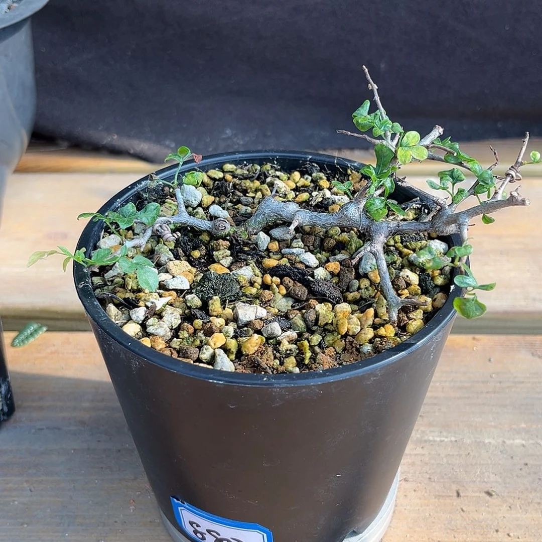 优选念珠橄榄，趴地款，扦插，