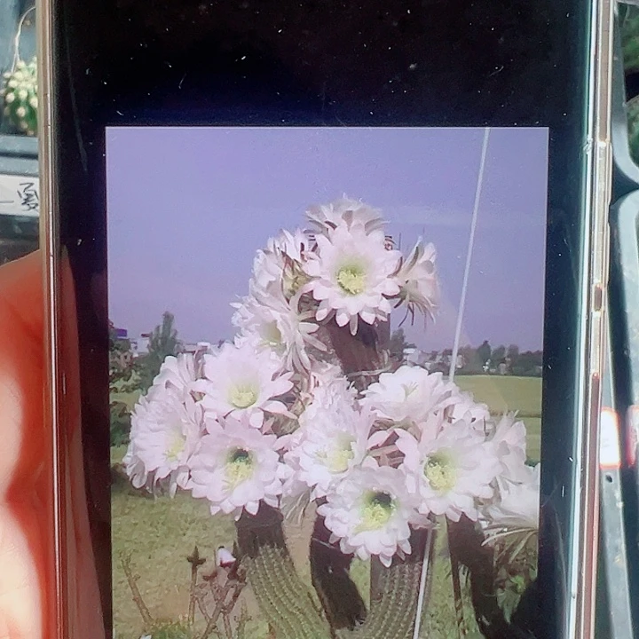 毛花柱白香妃侧芽拍一发二