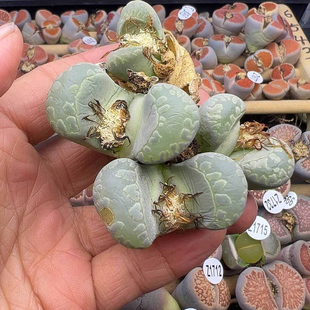 1739伤的严重 有伤长腿生石花清货不售后