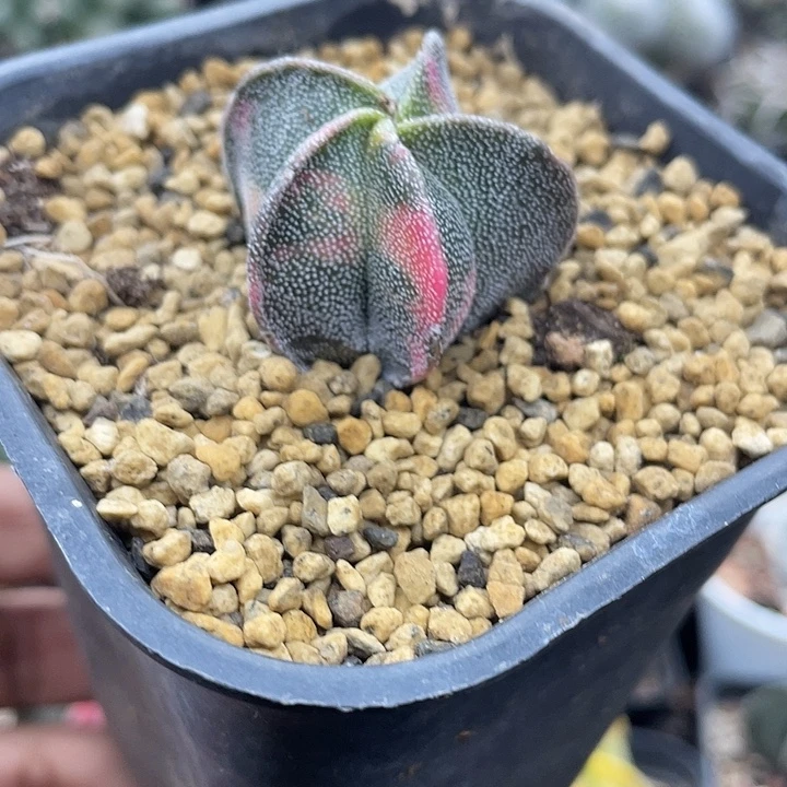 实生银沙鸾凤玉锦一颗包邮