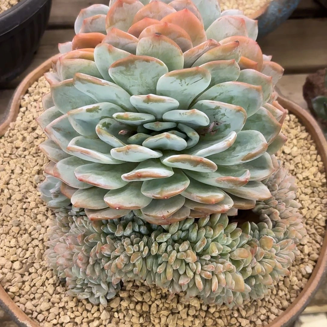 橙梦露缀 一物一拍