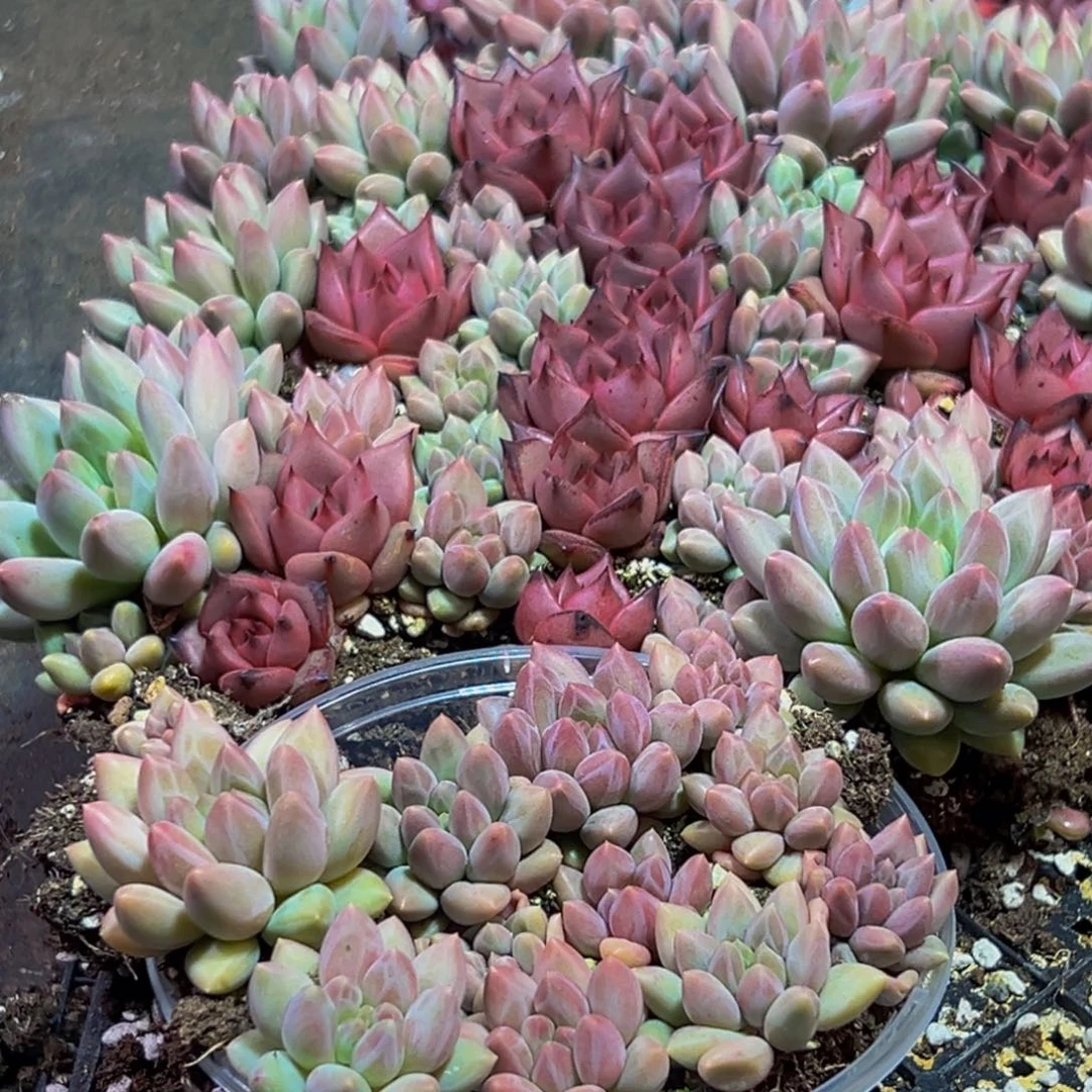 280多肉量拍一盒保底10颗