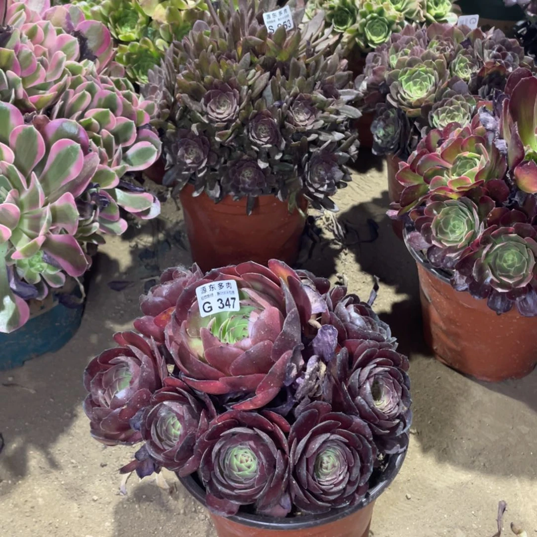 347黑魔多肉法师断枝不包