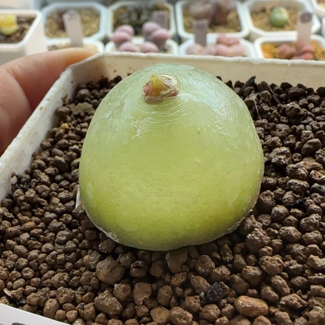 【闪购商品】20836 精养母本灯3.8