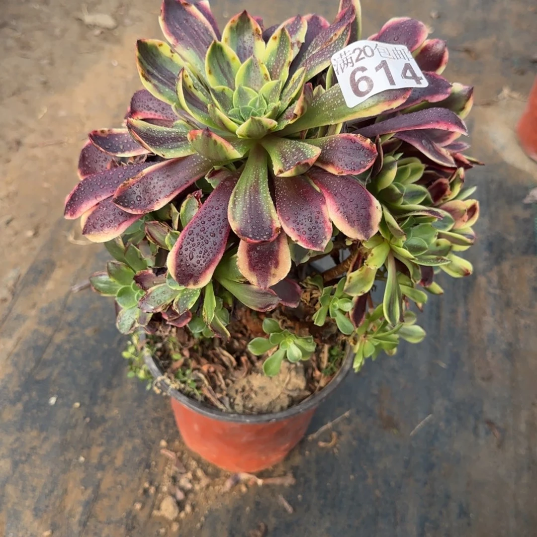 欧佳丽614满20包邮断枝不包