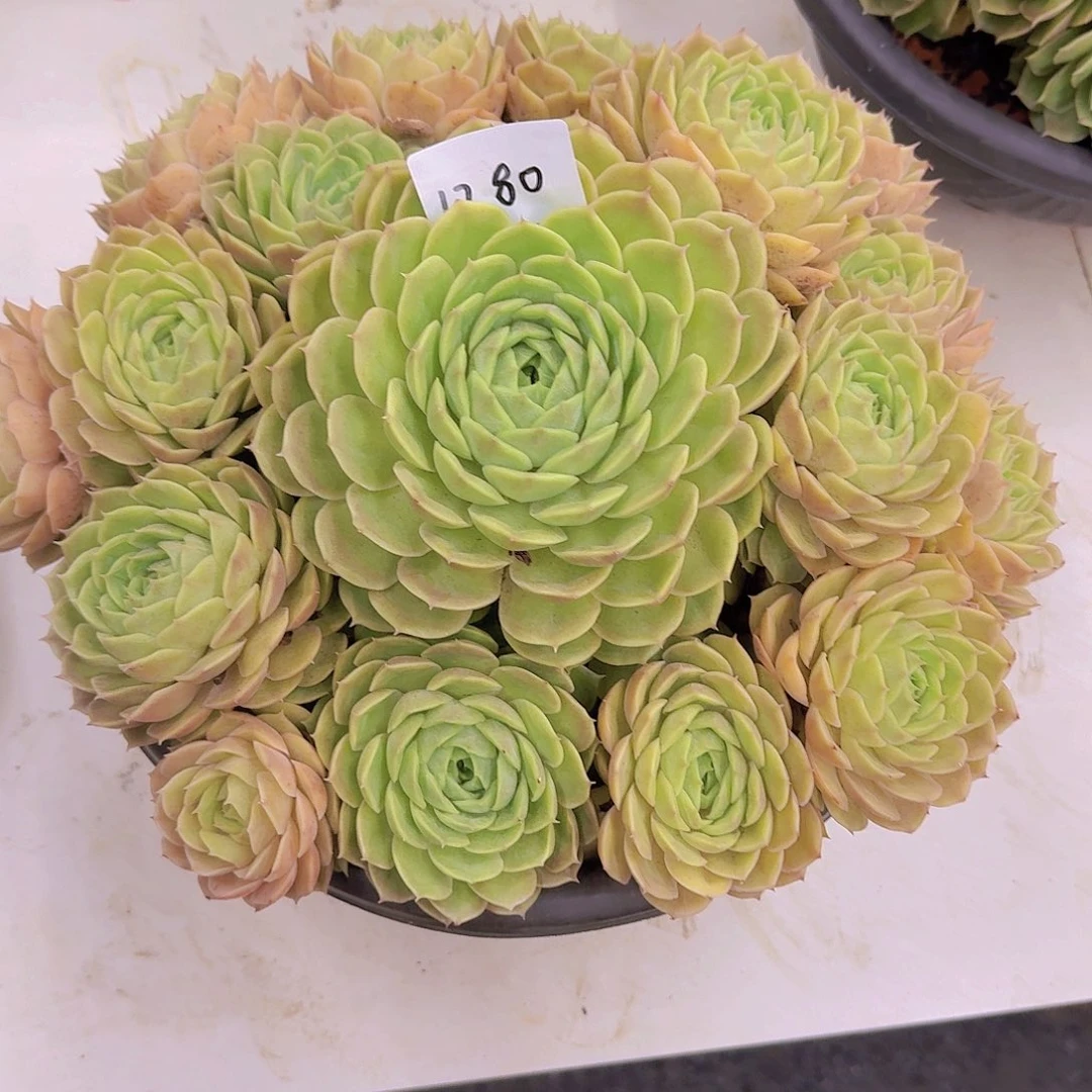 2***81280昂斯诺多肉植物