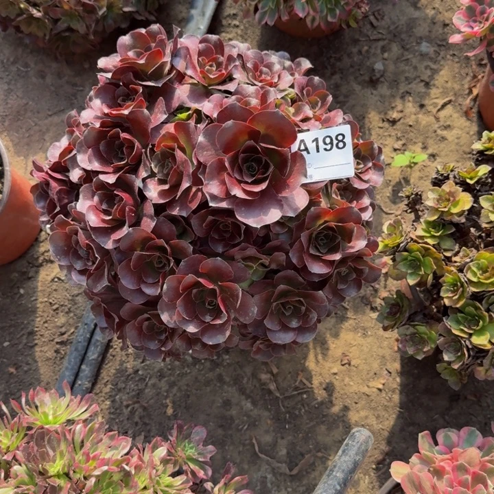 魅金玫瑰198号法师多肉不包损