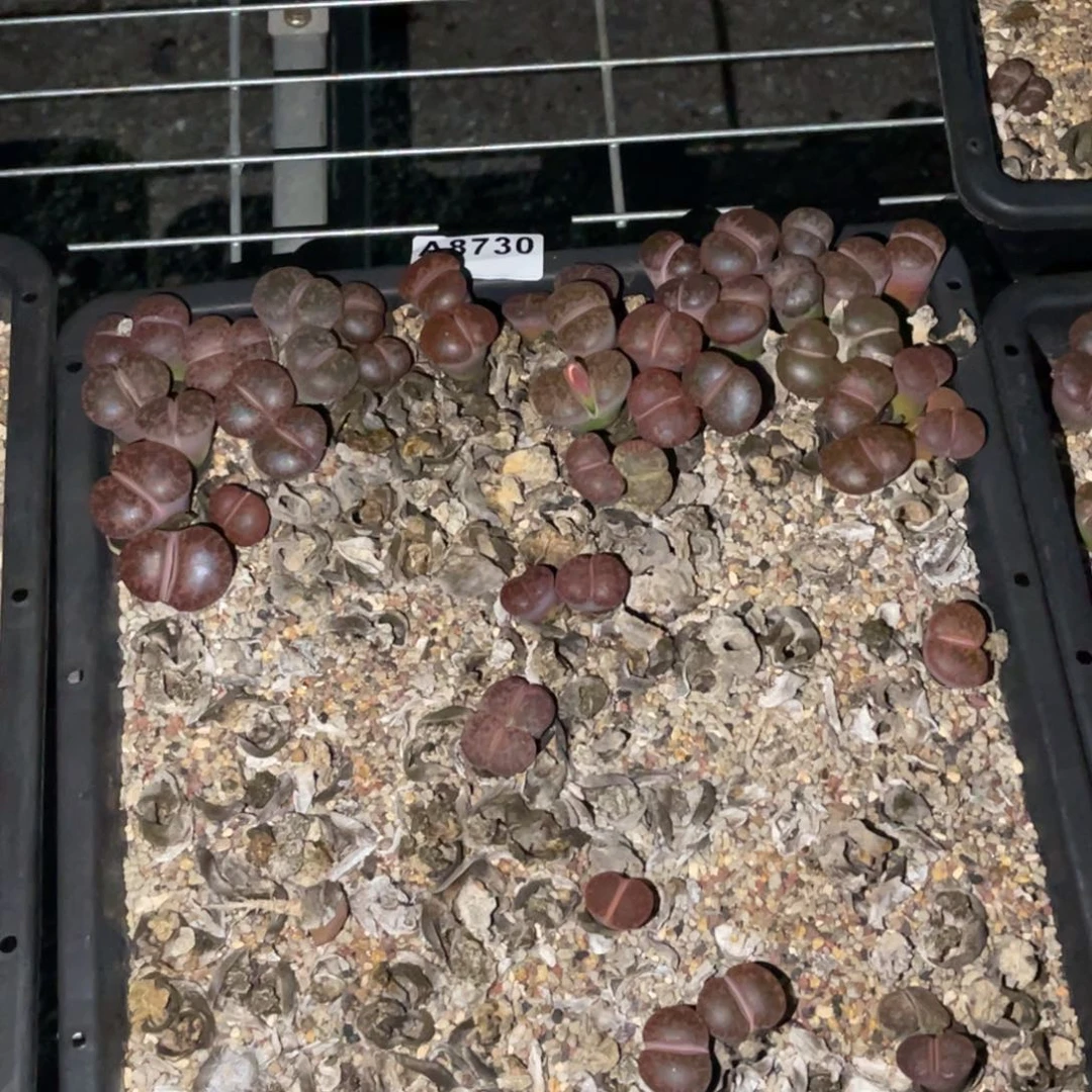 啊***呆8730福利筐1不售后