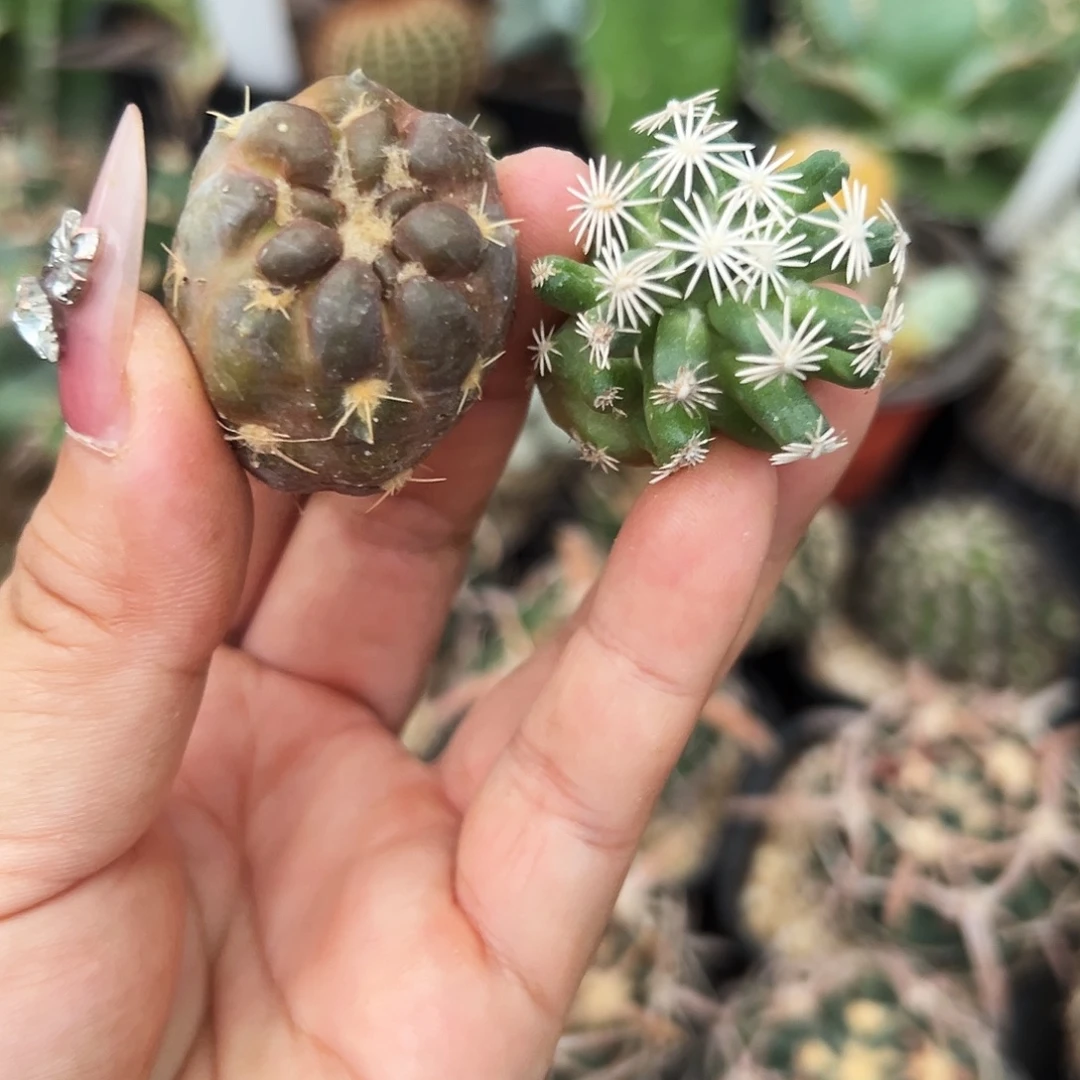 孤月加惠毛丸仙人球6666666666