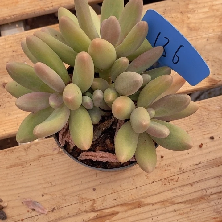 快**康是因为她没有勇气