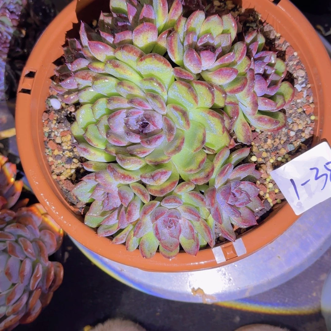 38水晶咱多肉植物的