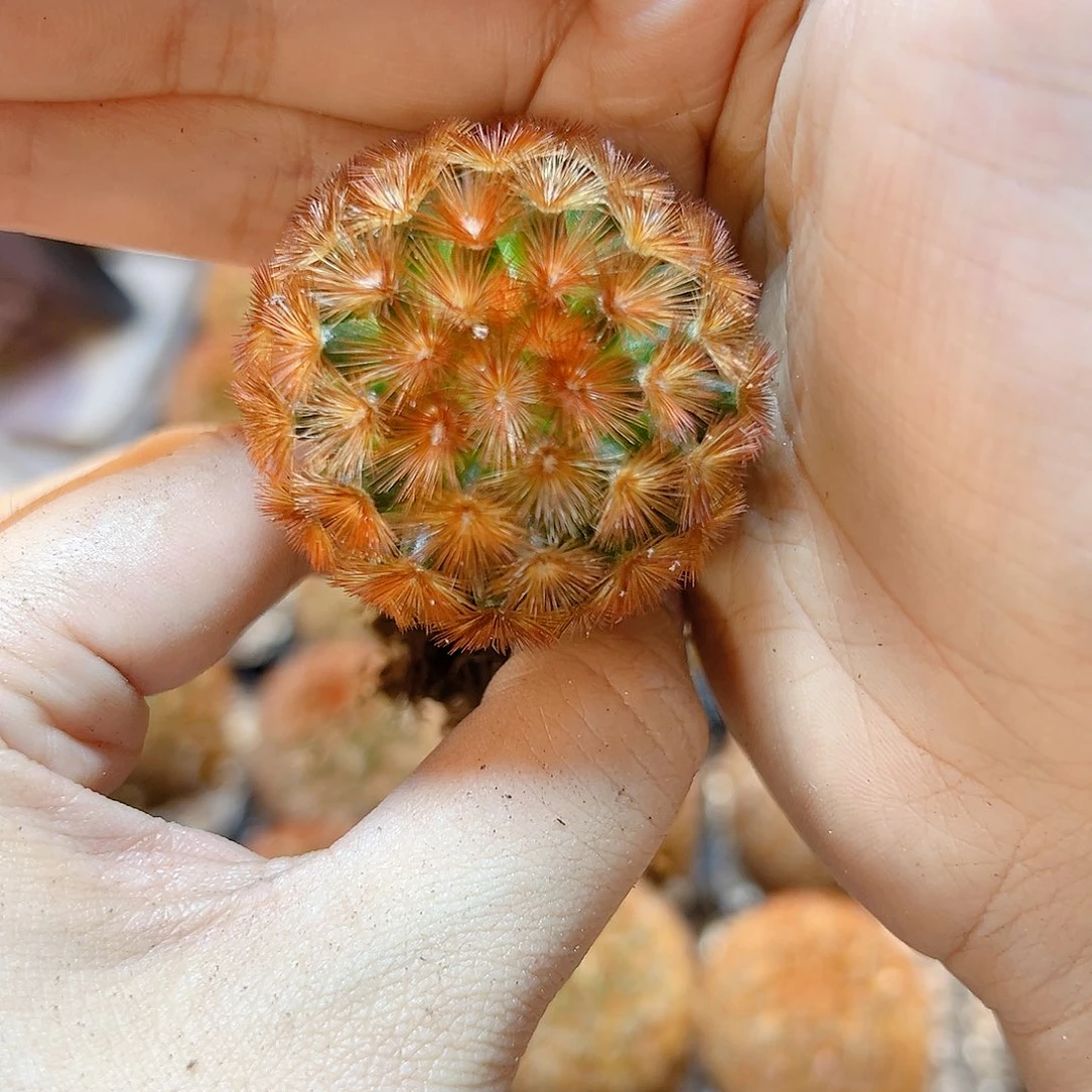 自根泰系红刺嘉文丸3.7公分