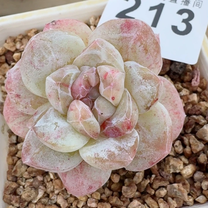 石化冰玉         精控精养多肉植物