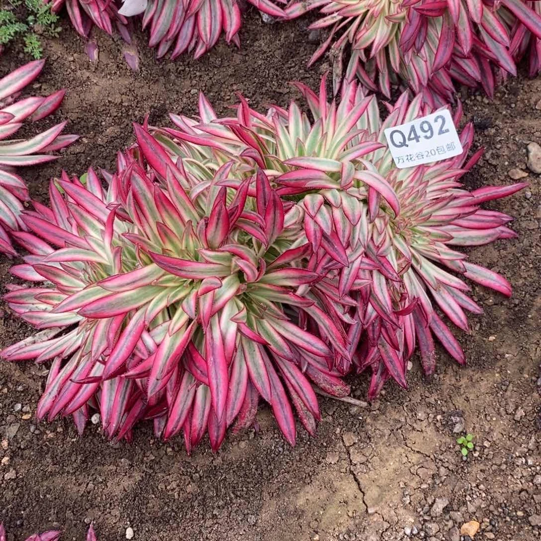 492朱雀缀多肉植物