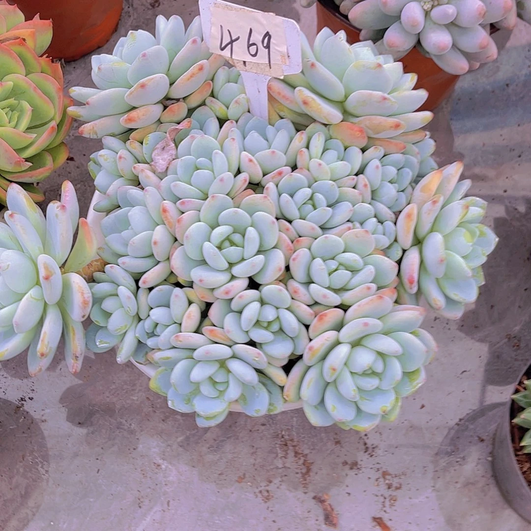 玉***00000000000000469