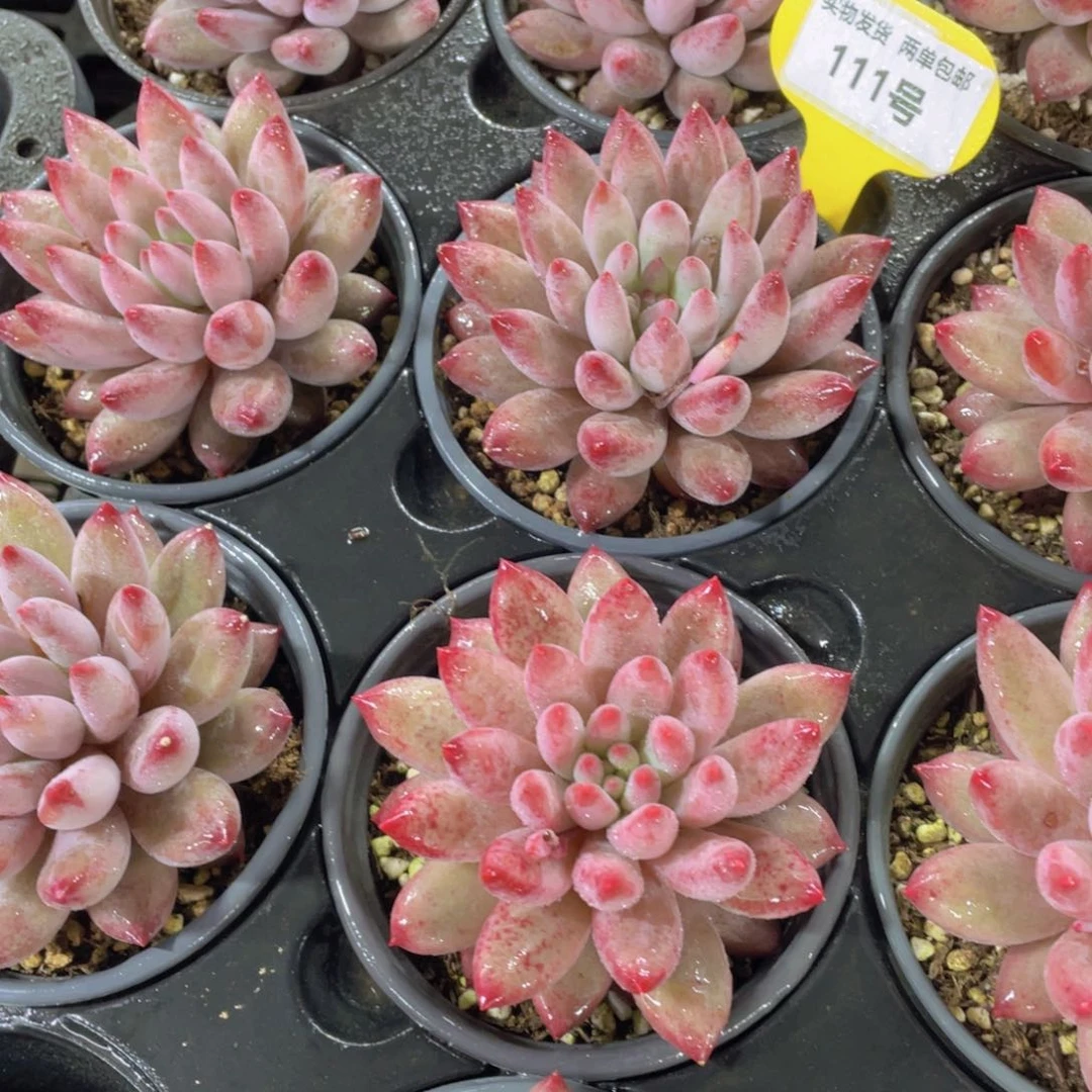 111号 精品虞美人大单头一个