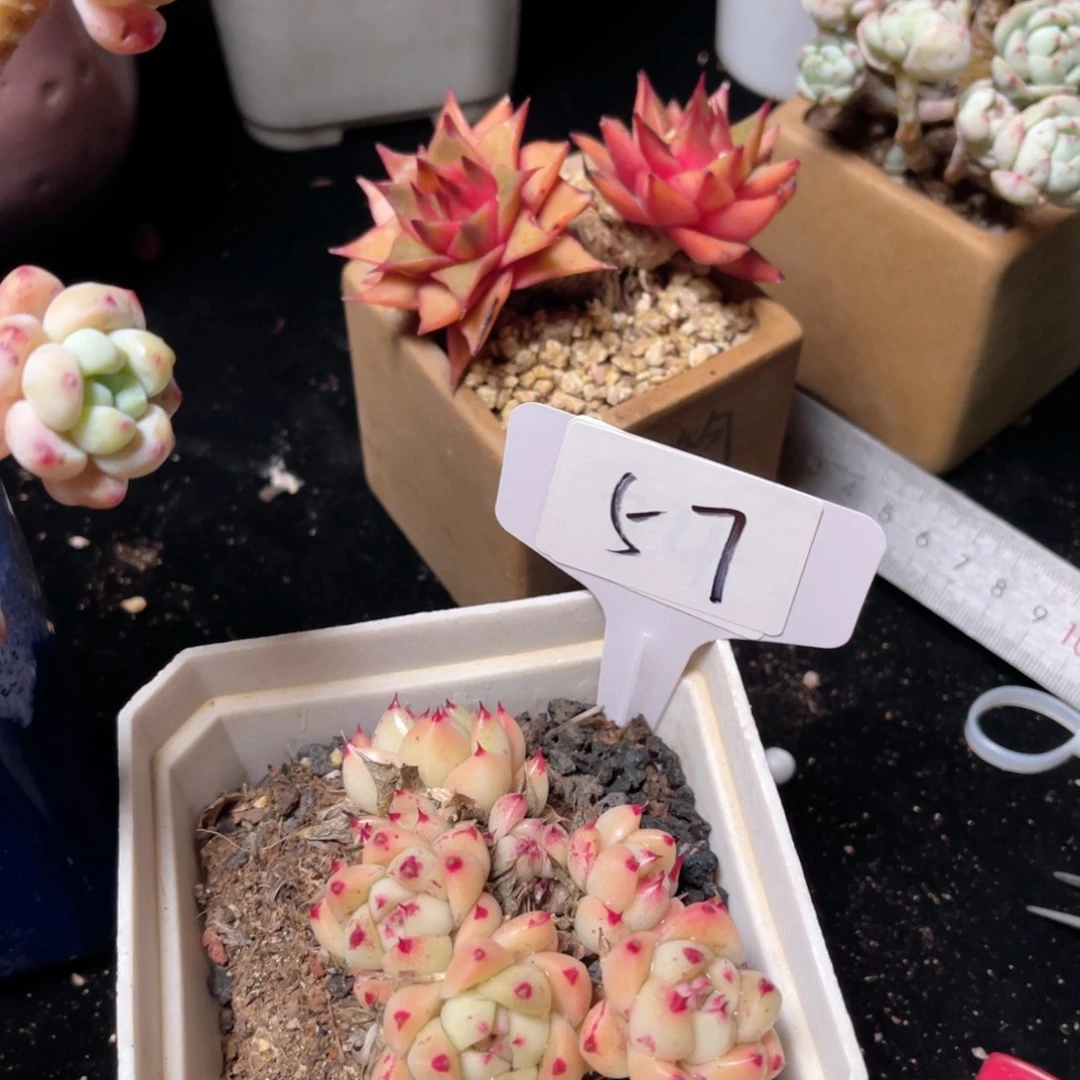 57 一物一拍 精品