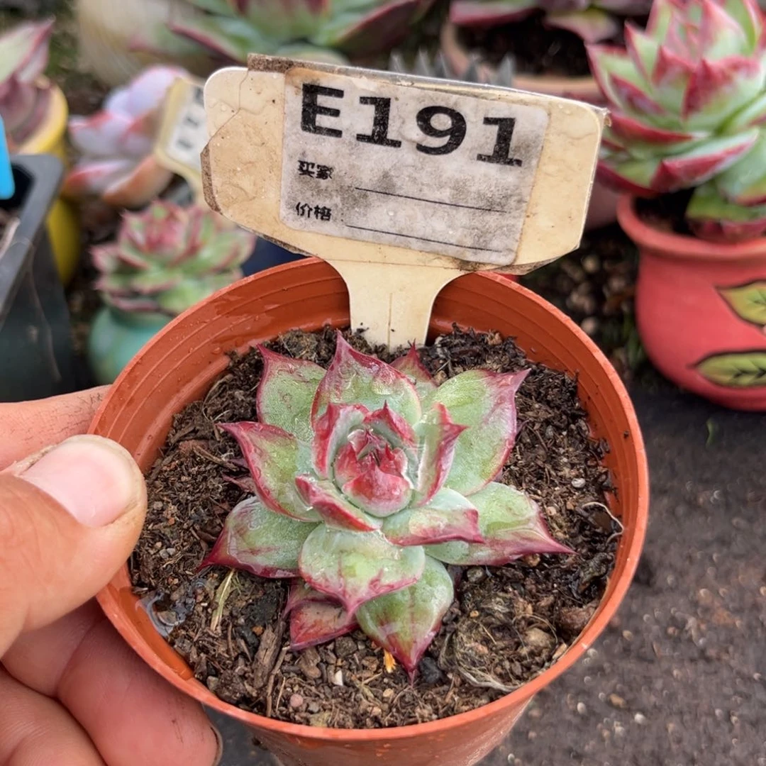 惊鸿一瞥多肉植物191