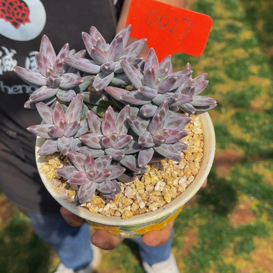 0027426号上午多肉植物群生多肉