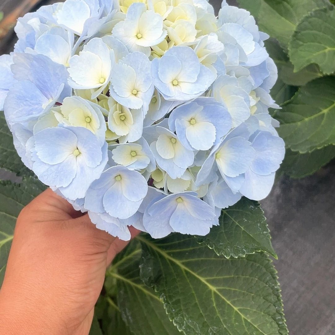 绣球切花一物一拍3枝包邮，109