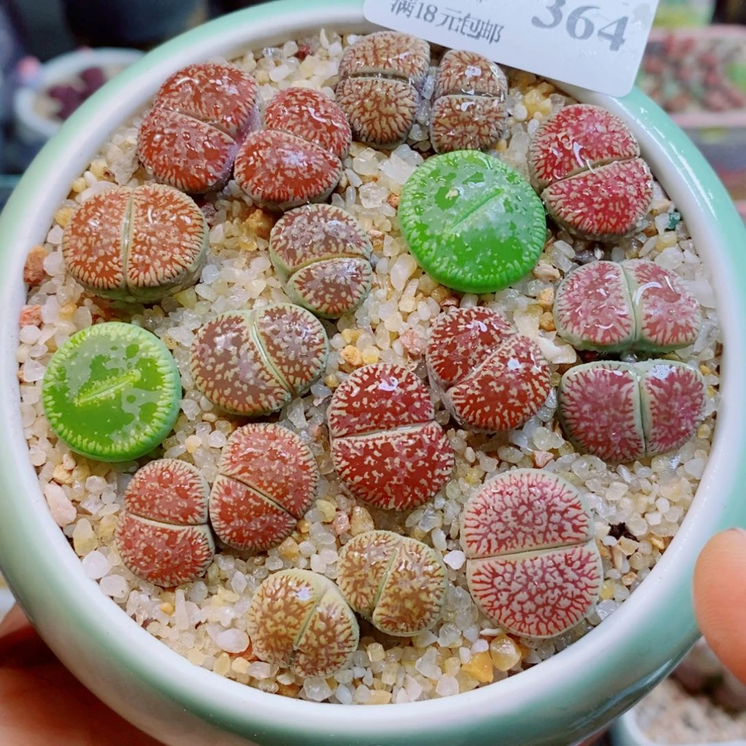 生石花花花花花花364