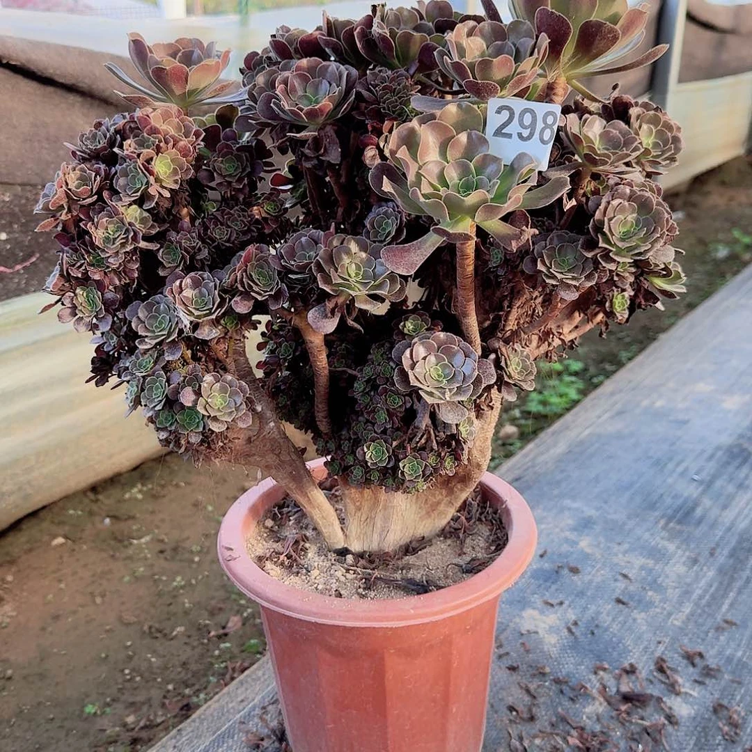 298欧紫朵朵一颗颗呀