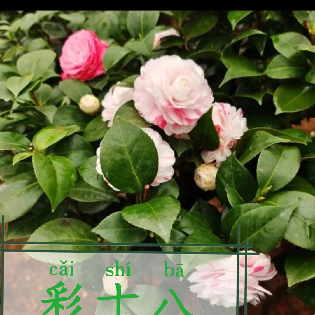 彩十八茶花老桩熟桩80cm - 100cm