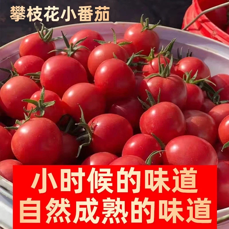 【坏果包赔】甜贝贝小番茄酸甜新鲜应季水果皮薄口感多汁千禧果