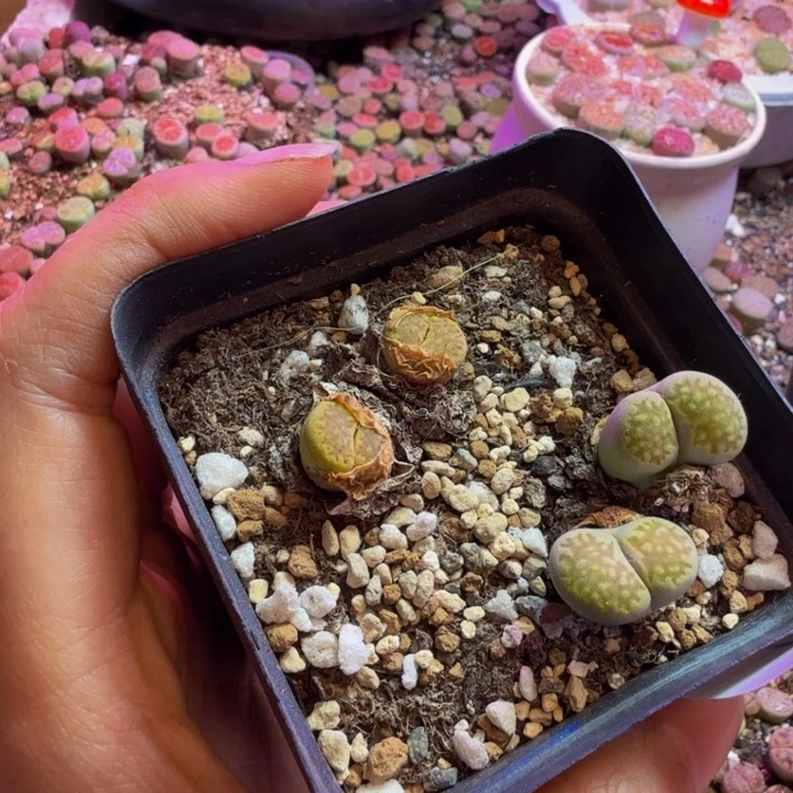 一****）多肉葡萄的季节来24