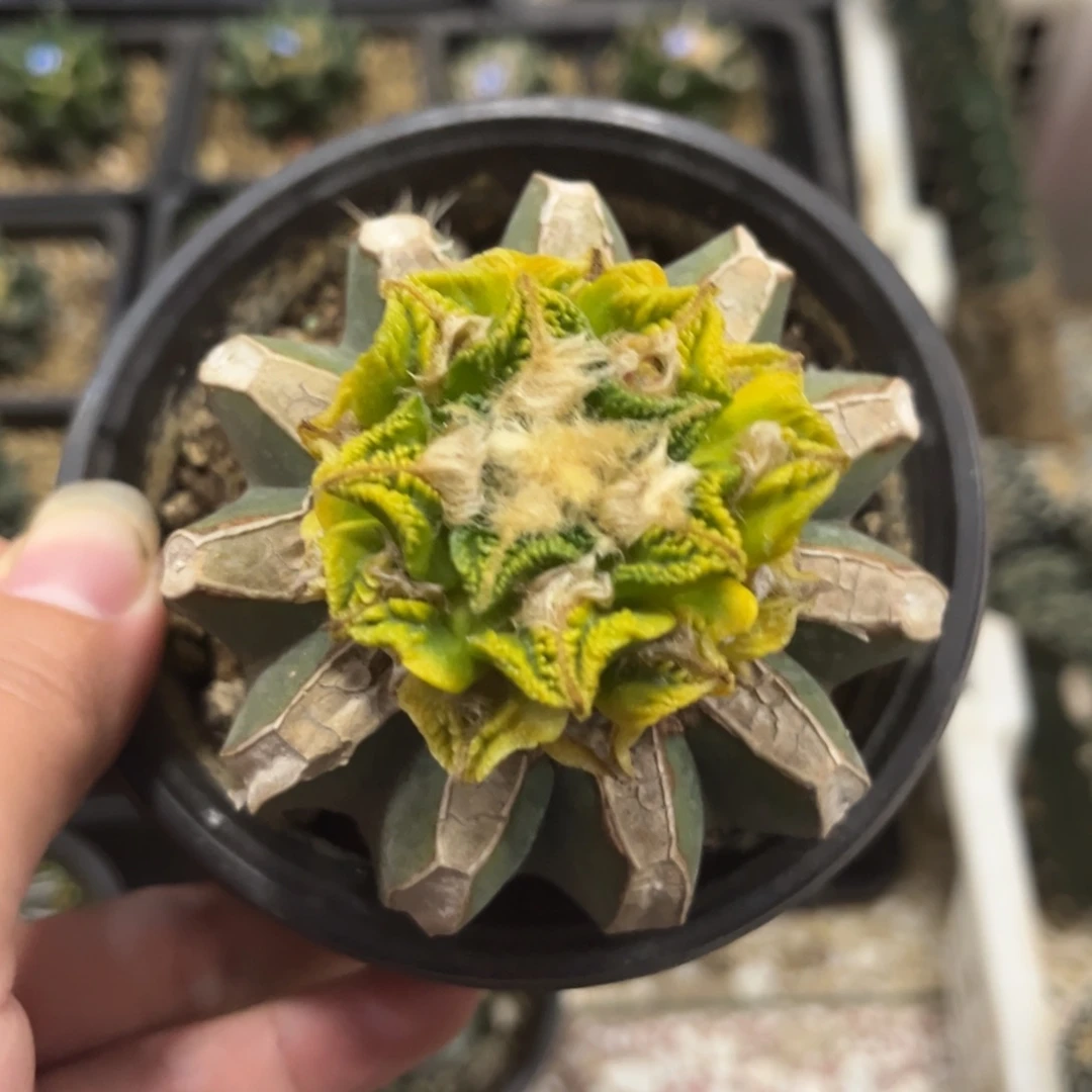 仙人球仙人球仙人球