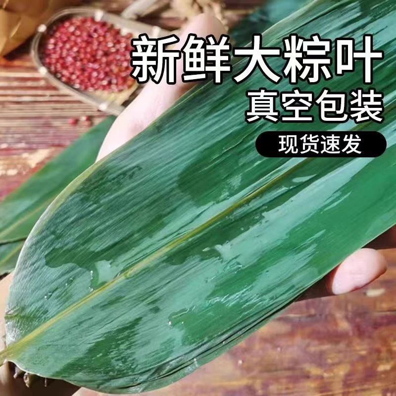 新鲜粽叶正宗箬竹叶粽叶端午节粽叶包粽子用大号粽叶
