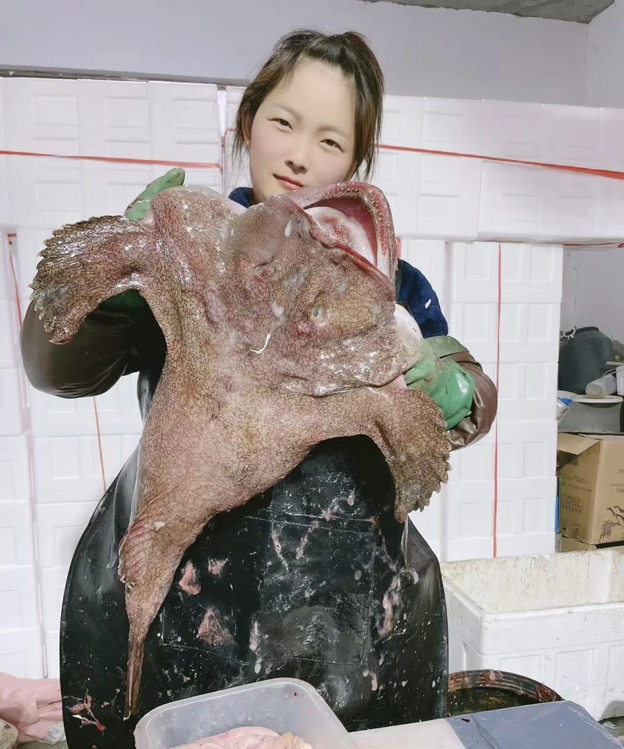 海捕安康鱼整条鱼带肝带肚去内脏肉质细腻无小刺连云港发货