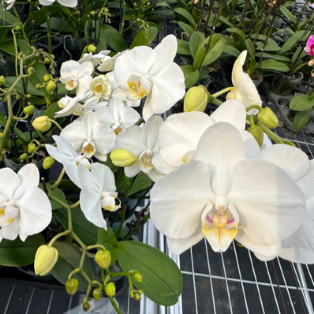 【聚缘溪】一物一拍 魔法阿玛蝴蝶兰3.0加高杯