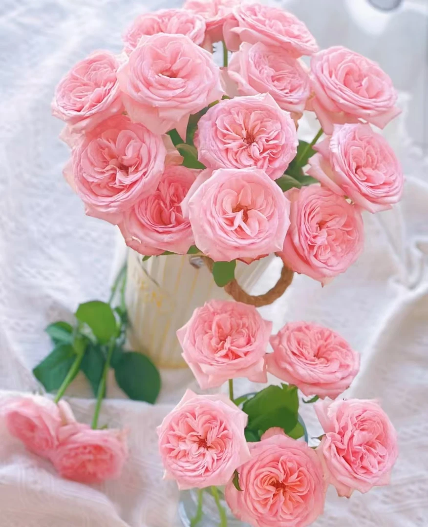 高品质玫瑰【粉荔枝】 云南鲜花基地直发