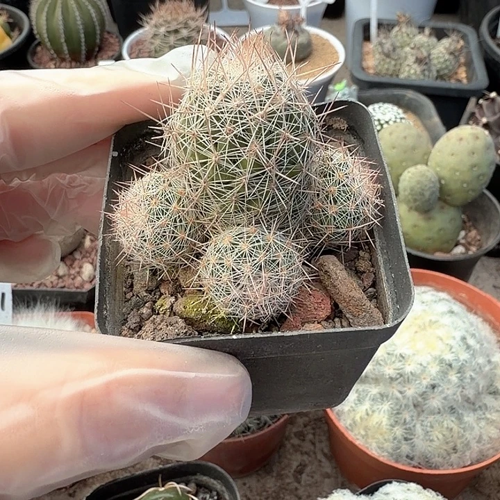 无***t紫霞一物一拍包邮