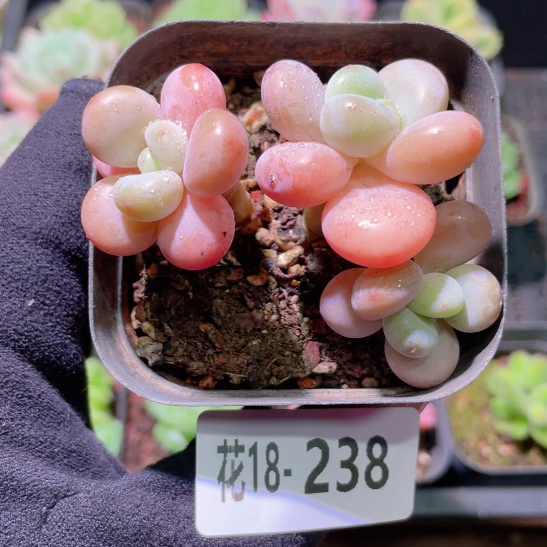 花利美18-238洛神